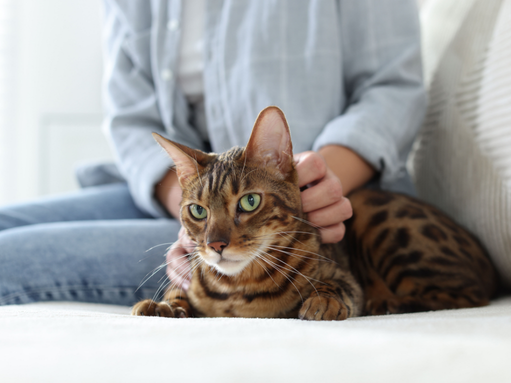 Feline behavior consulting