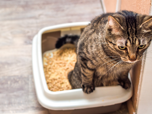 Feline inappropriate elimination