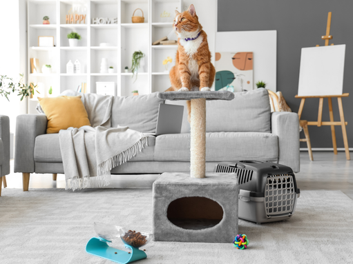 Indoor cat welfare
